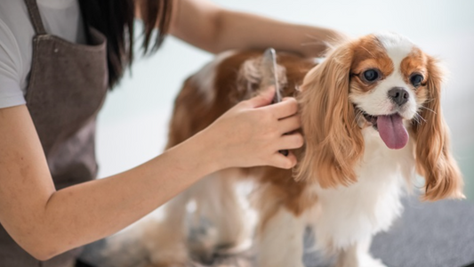 Een Haarvrij Schoon Huis Met Dieren