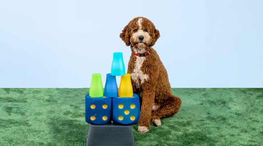 Leuke Hersenspellen voor Slimme Honden: Houd Je Viervoeter Bezig en Gelukkig!