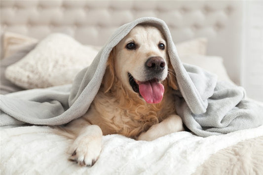 Hoe houd je je huisdier lekker warm in de winter?