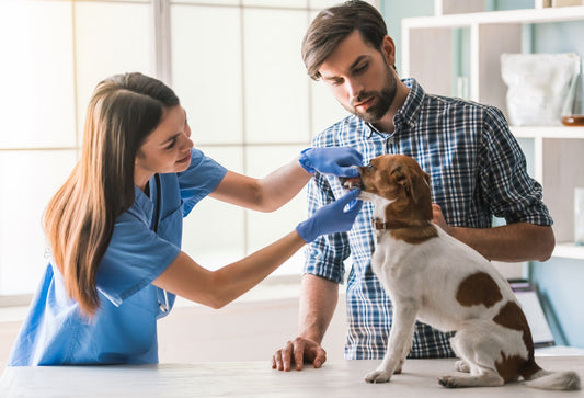 8 Nuttige tips om teken bij hond te voorkomen 🐶