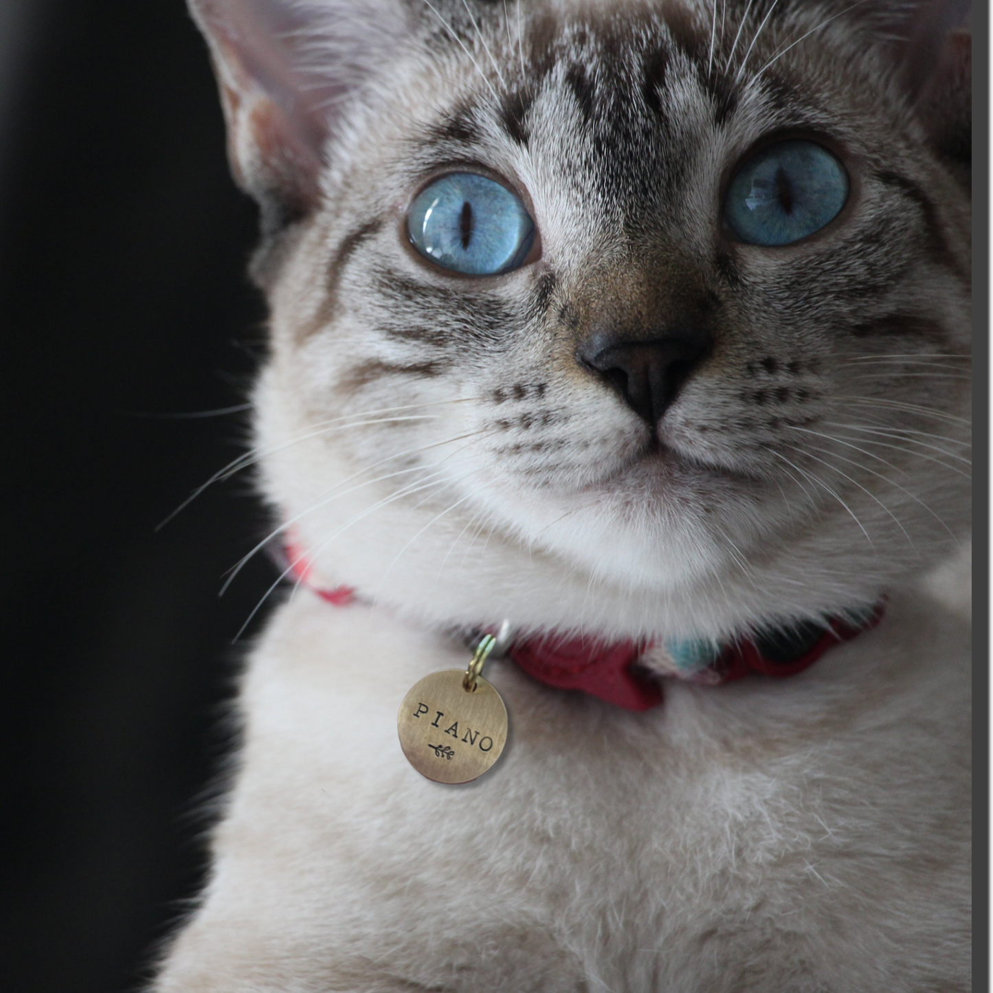 Kattenopsluiting: Extra klein: 19 mm!