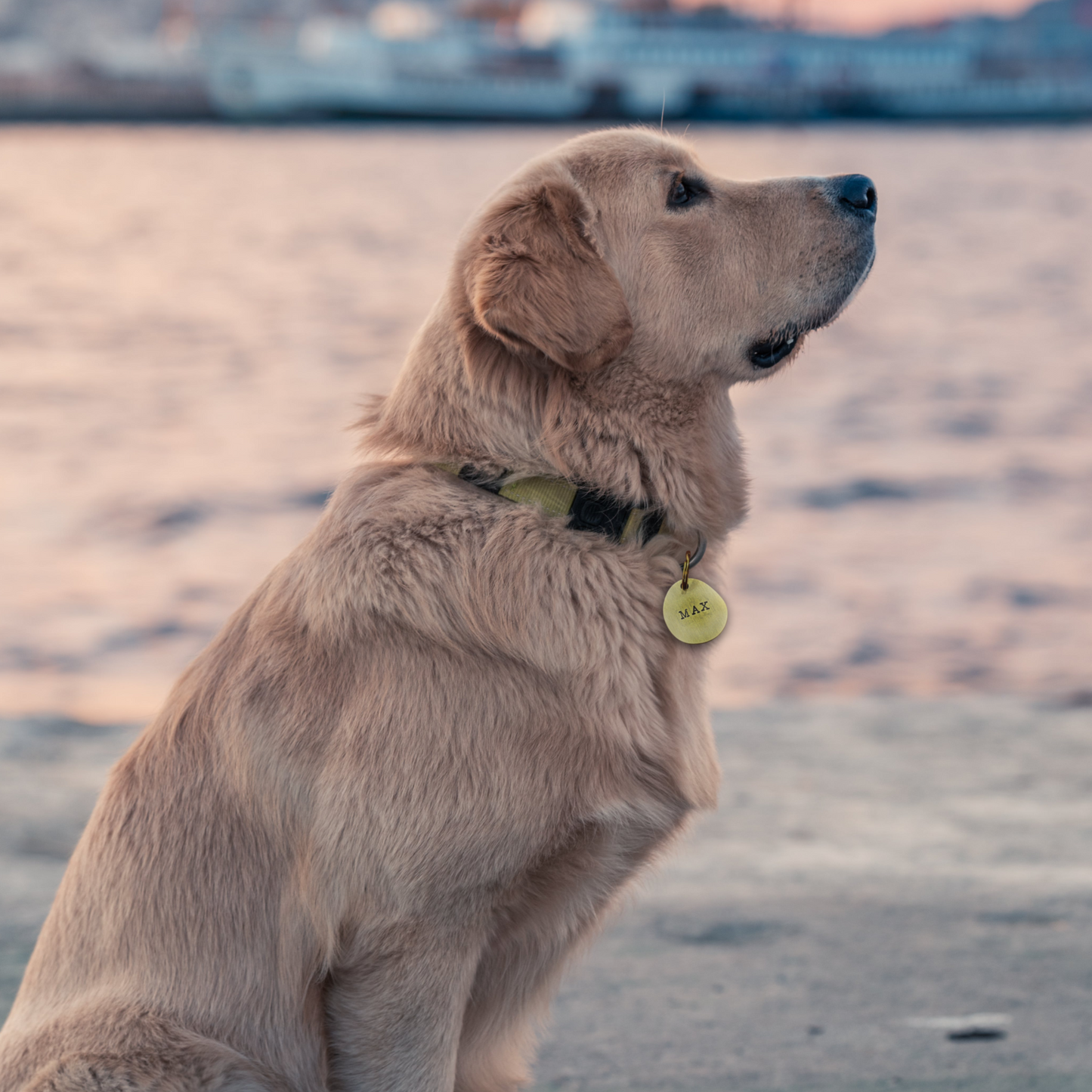 Zeer dikke OVALEN robuuste metalen Honden of Katten gouden penning in goud
