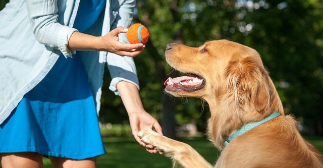 Positieve Versterking: Effectieve Trainingsmethoden voor Honden