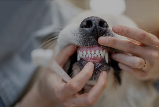 Tanden poetsen van je hond 🦷