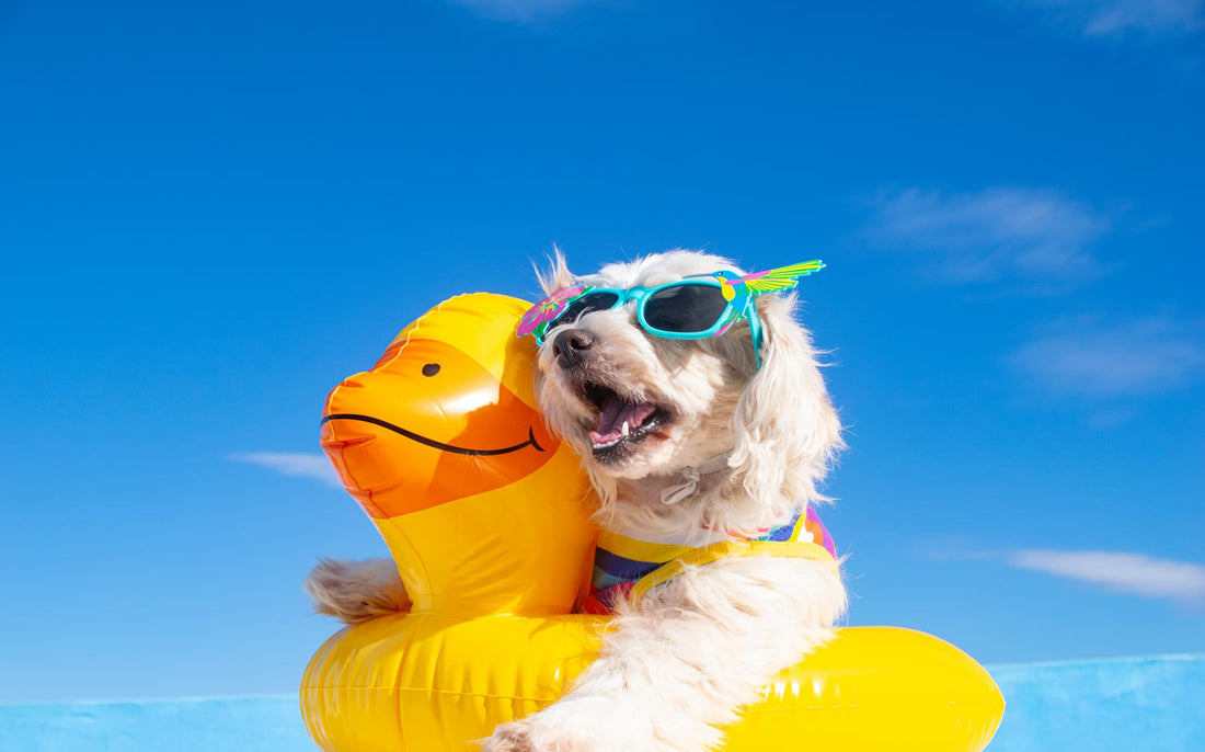 Zomers Plezier met je Hond: Tips en Ideeën