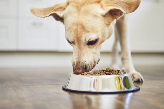 Gezond eten voor onze honden🦮