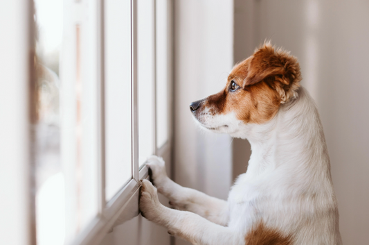 Hoe Angst voor Verlating bij Je Hond te Herkennen