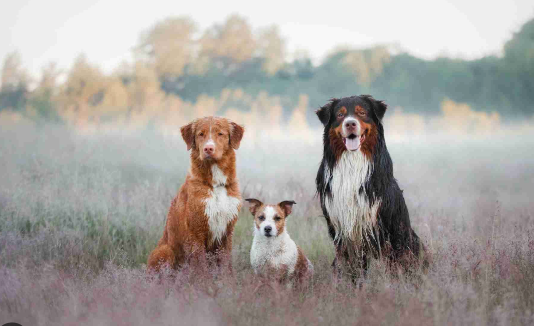 Populaire hondennamen in Nederland 🇳🇱