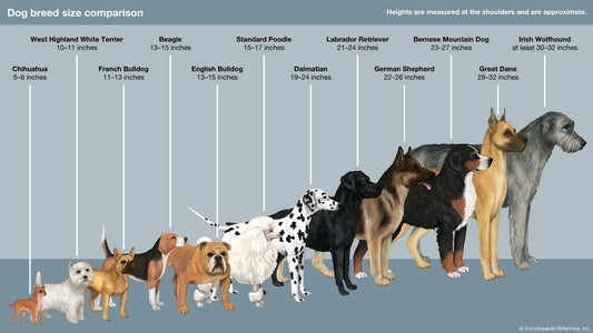Op zoek naar jouw perfecte viervoeter: Welk hondenras past bij jou?