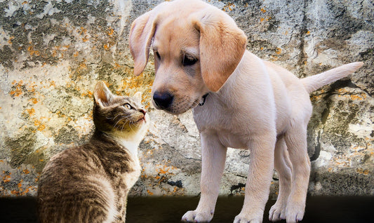 Het Beste van Twee Werelden: Het Plezier van Honden en Katten als Huisdieren