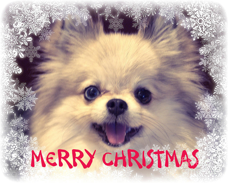 Vrolijk Kerstfeest voor Jou en huisdieren!