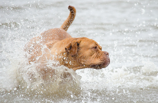 Zomerse Zorggids: Onze Geliefde Honden Verzorgen in de Zomer
